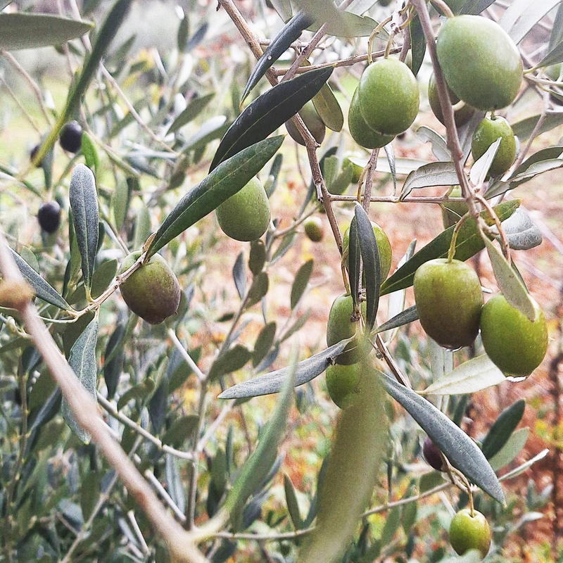 Verdeal Transmontana