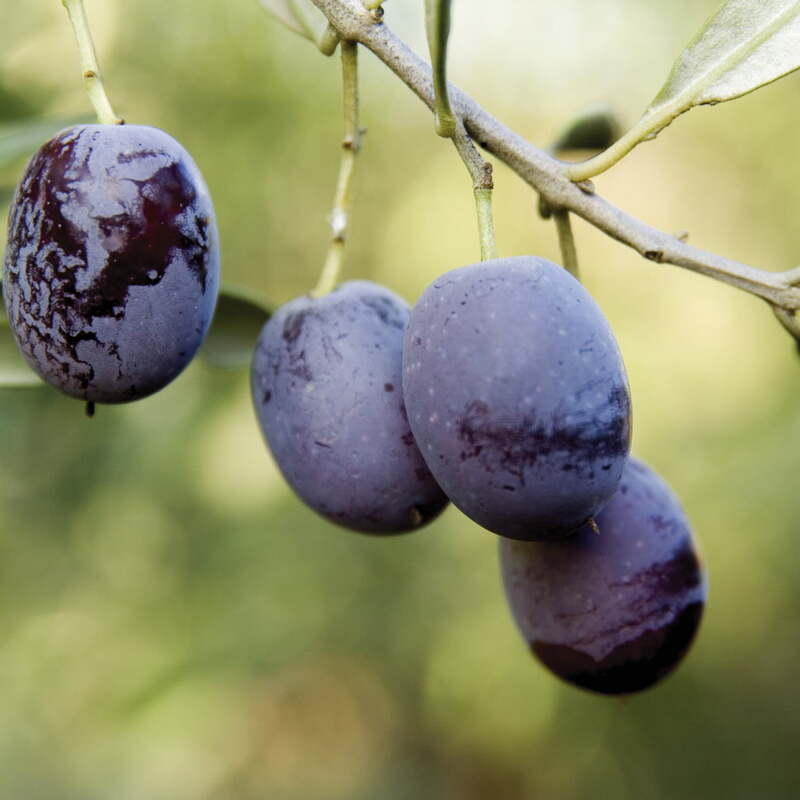 Cordovil de Castelo Branco